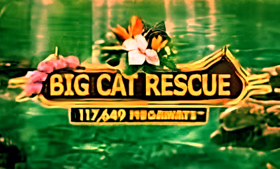 Big Cat Rescue Megaways Slot